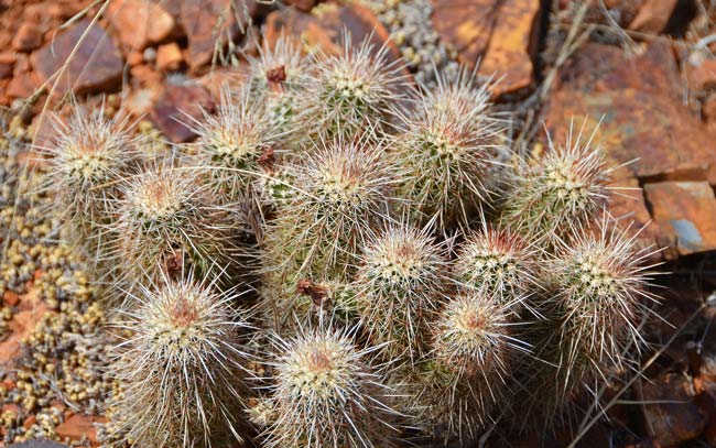 Pinkflower Hedgehog Cactus blooms from March to July and bears fruit from May to July. Plants prefer elevations of from 2,500 to 5,000 feet. Echinocereus fasciculatus 